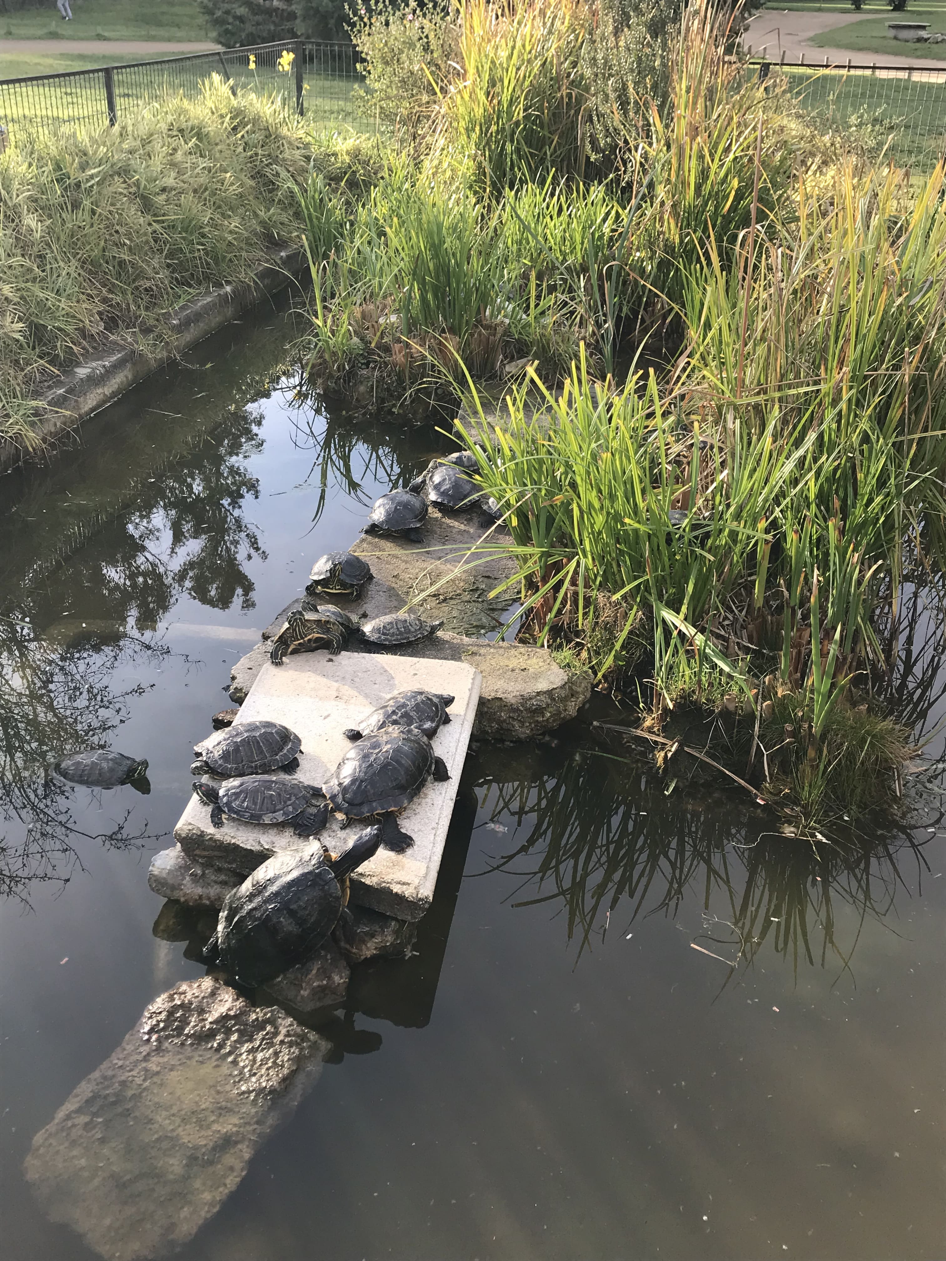 The turtles in the botanical garden