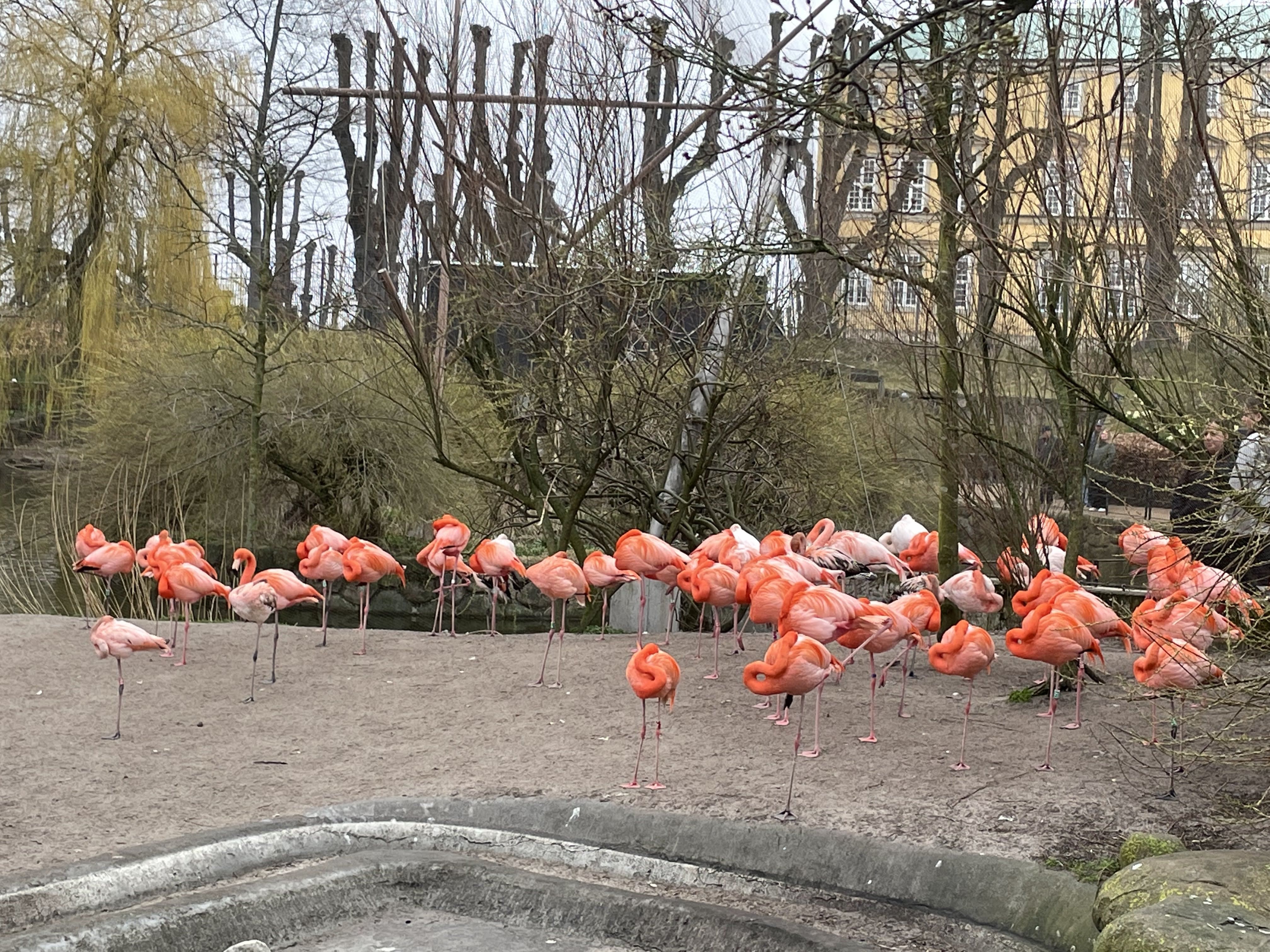 flamingos in Copenhagen Zoo