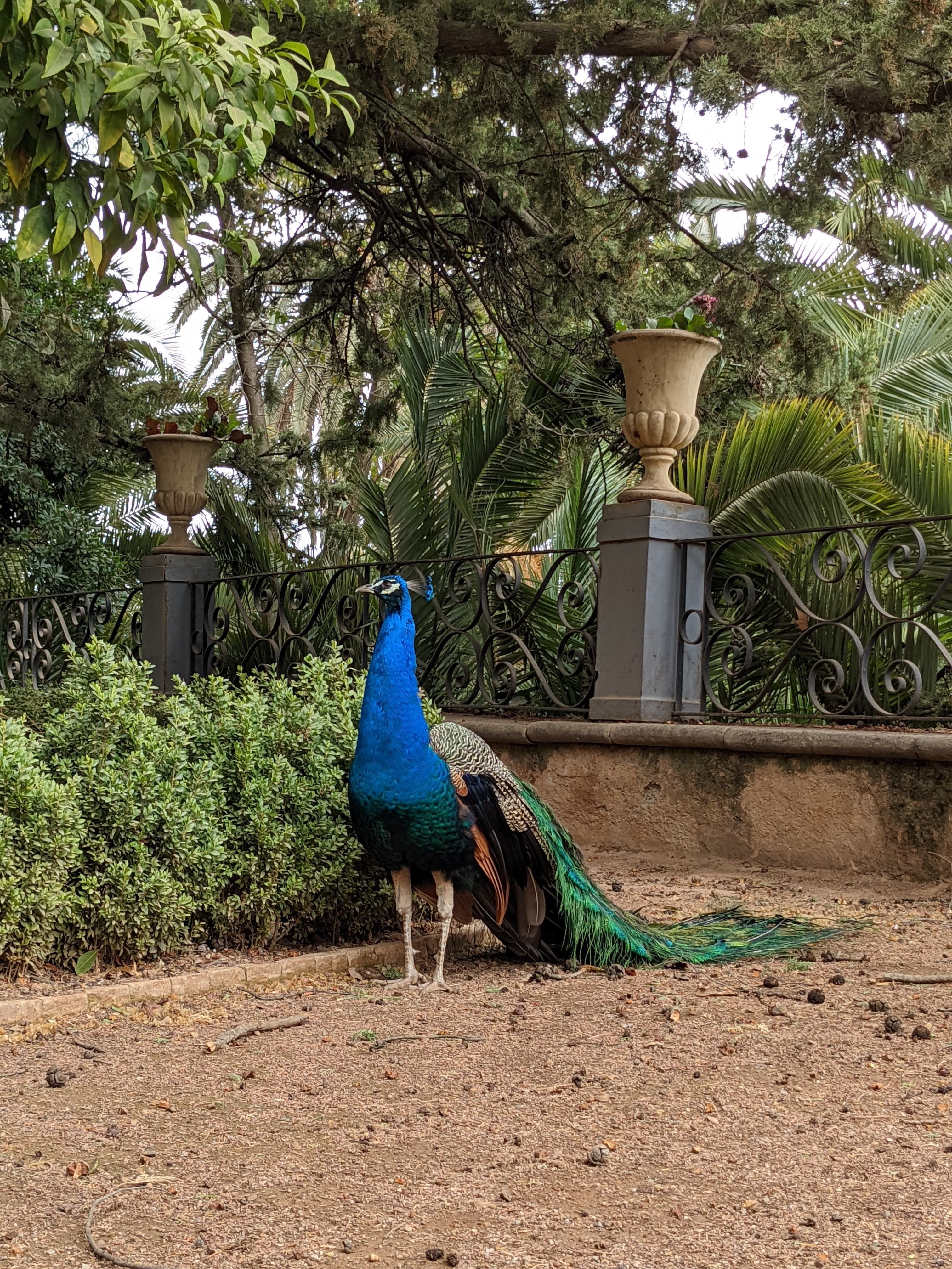 Peacock in Park