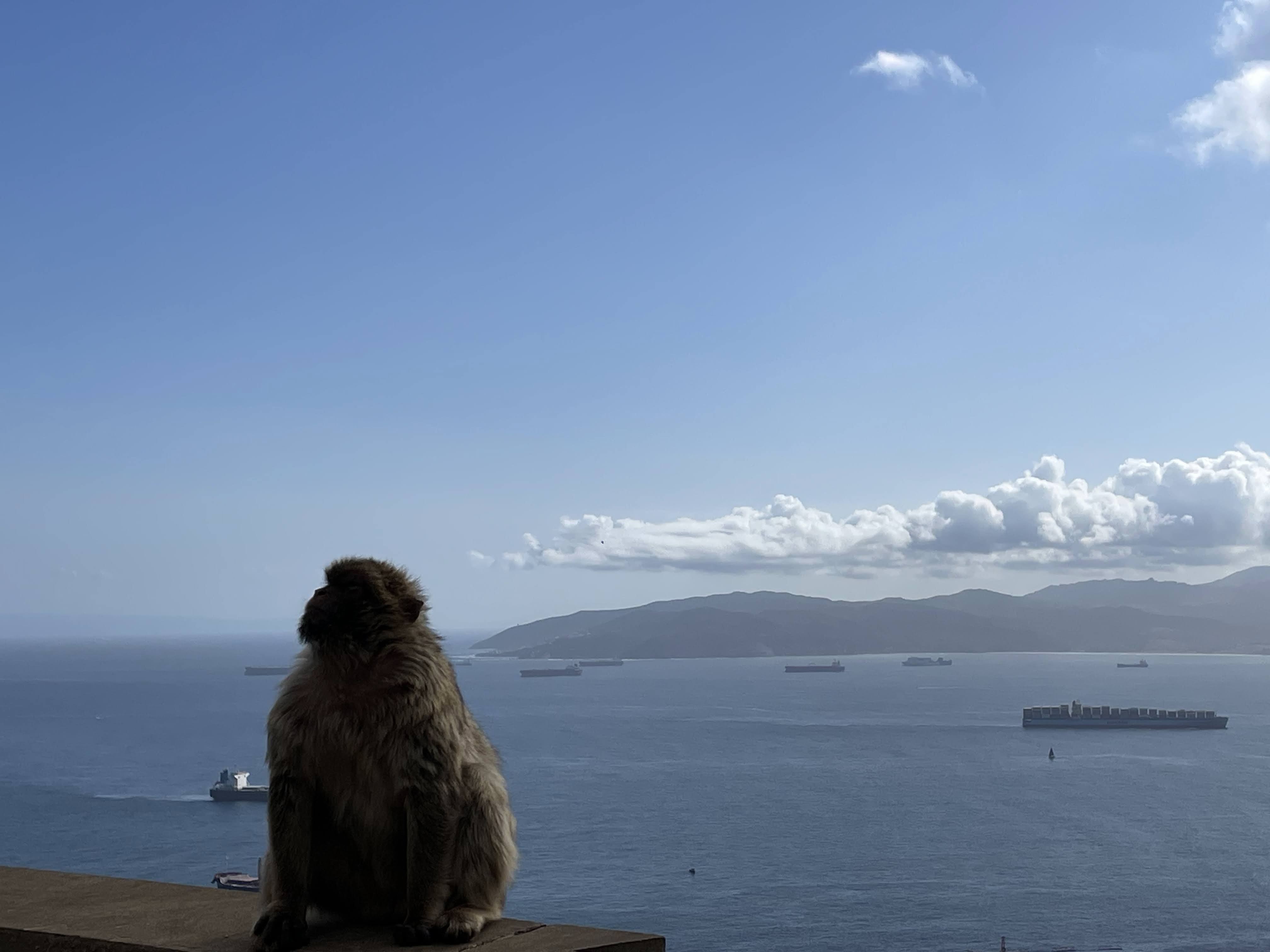 Monkey posing with sea background