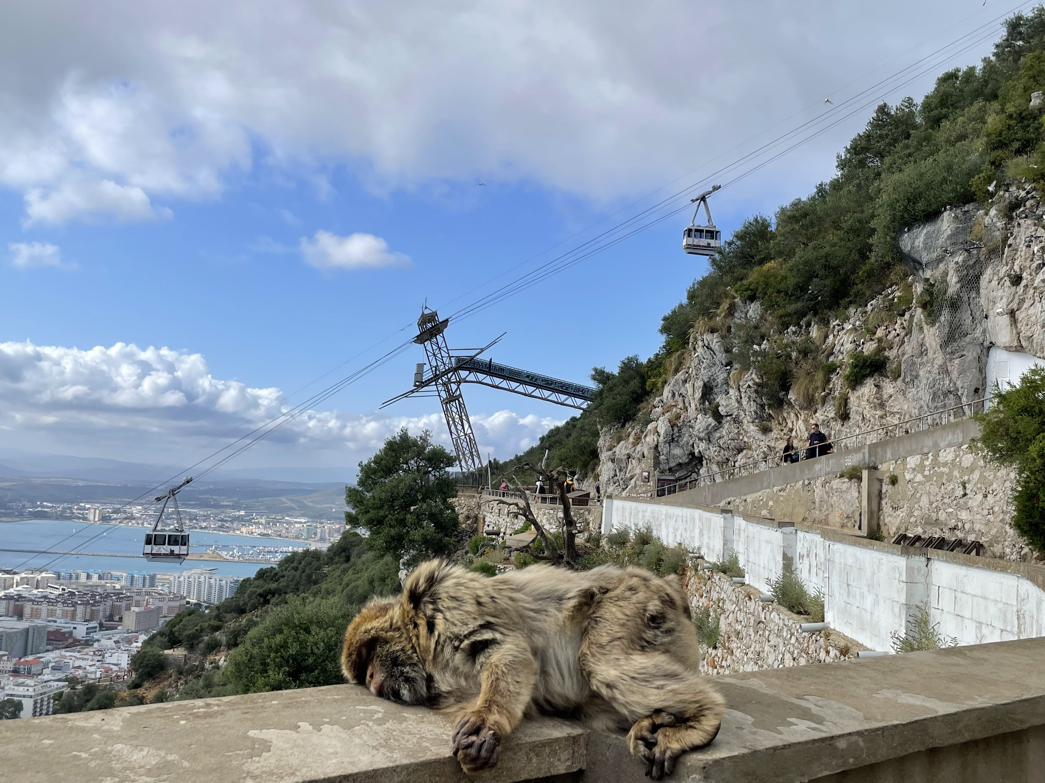 Sleeping Monkey with background of cable car